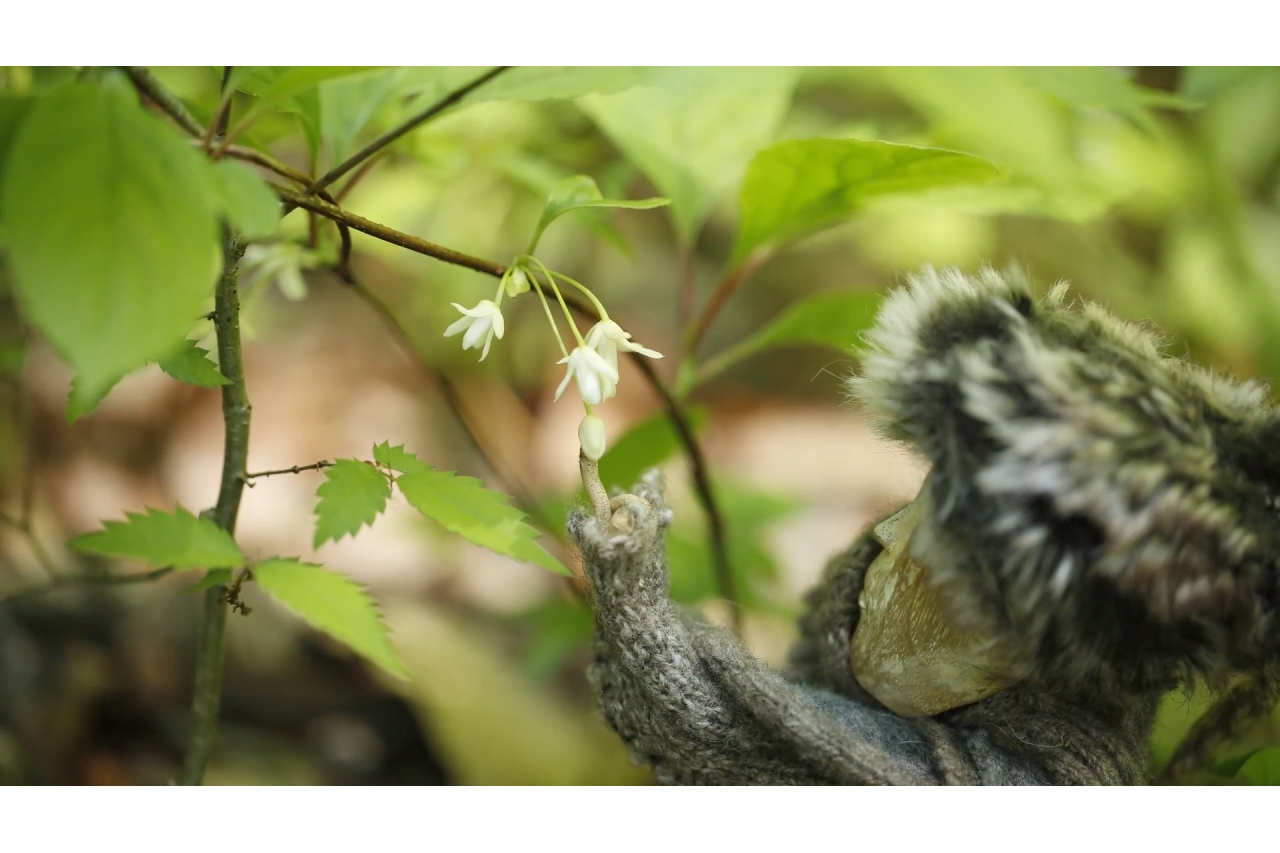 Pukkulapottas and Hours in the Forest