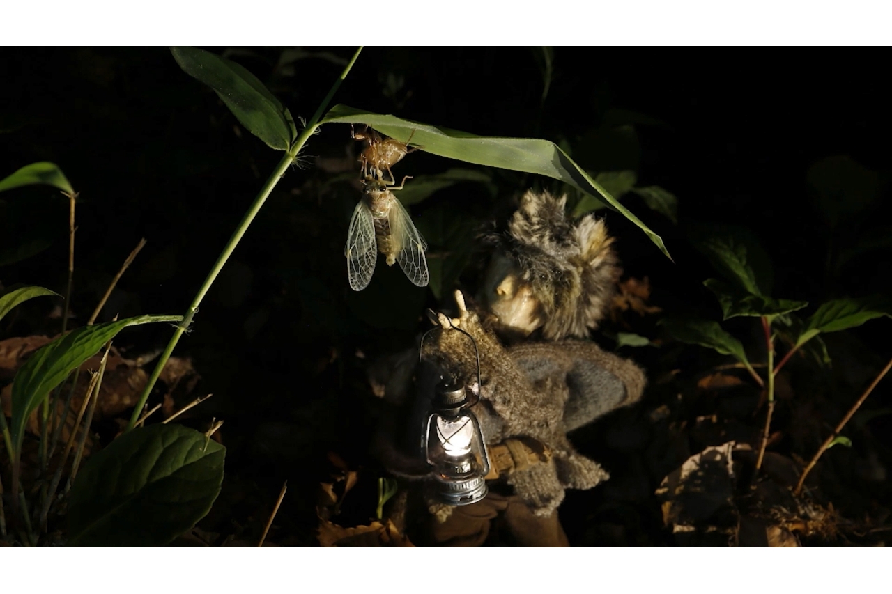 Pukkulapottas and Hours in the Forest